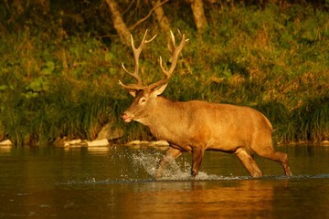 Red deer (Cervus elaphus). Stag in the river during the rut. Bieszczady Mountains, Poland.