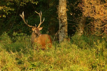 Red deer (Cervus elaphus) in the forest during the rut. Bieszczady Mountains. Poland