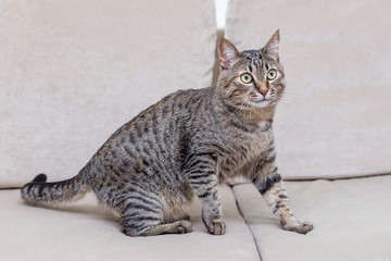 a portrait of a cute cat at home