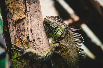 Iguana, San Igunacio, Belize