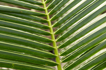 Topical coconut Leaves green background