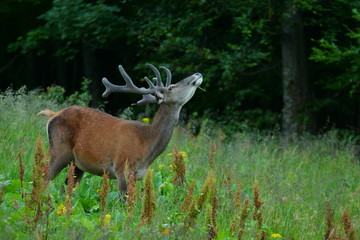Red deer (Cervus elaphus). Stag in a meadow near the forest.