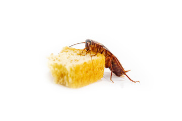 Cockroach is contagion dissemination, Cockroach eating bread which isolated white background.