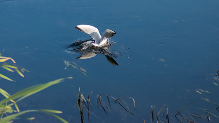 seagull in flight