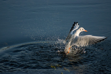 Obraz premium seagull flying over the river