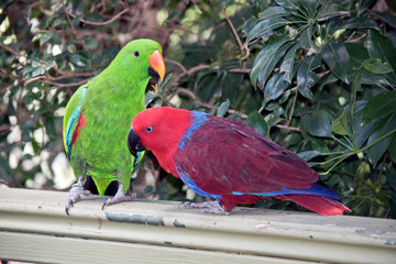 the two eclectus parrots are courting