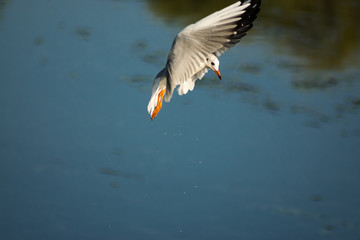 seagull in flight