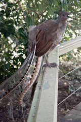 lyre bird