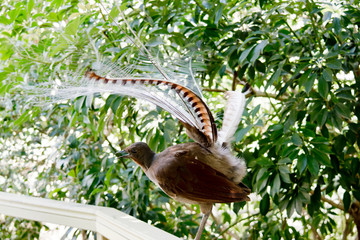 lyre bird