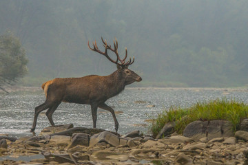 Red deer (Cervus elaphus). Stag in the river during the rut. Bieszczady Mountains, Poland.