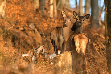 Red deer (Cervus elaphus). Red hinds in the forest