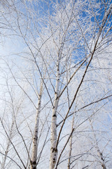 Frozen branches on a tree against a blue sky