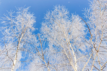 Frozen branches on a tree in the forest in winter
