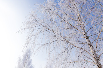 Frozen branches on a tree against a blue sky
