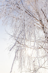 Frozen branches on a tree in the forest in winter