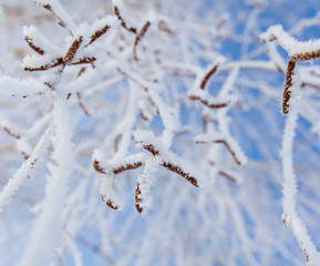 Obraz premium Frozen branches on a tree against a blue sky