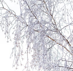 Frozen branches on a tree in the forest in winter