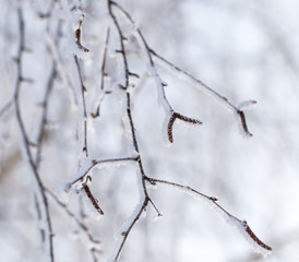 Frozen branches on a tree in the forest in winter