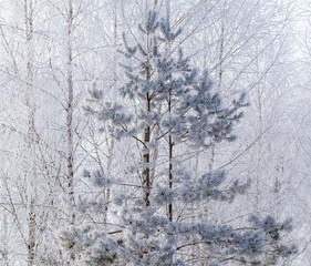 Frozen branches on a pine in the forest in winter