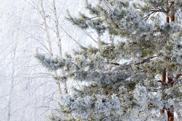 Frozen branches on a pine in the forest in winter