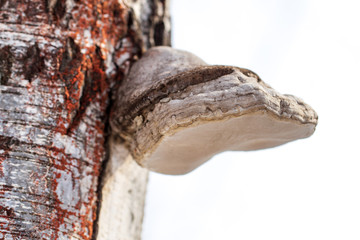 The mushroom grows on the bark of a birch tree