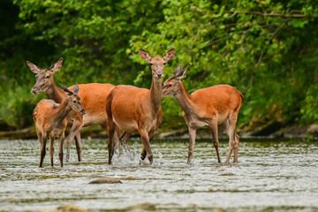Red deer (Cervus elaphus). Red hind in the water. Bieszczady Mountains. Poland