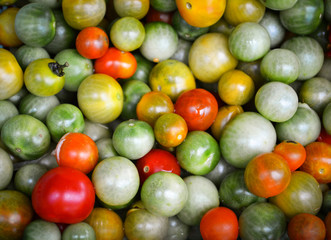 Red and green tomato vines texture background - pile of fresh tomato vines sale in the market.