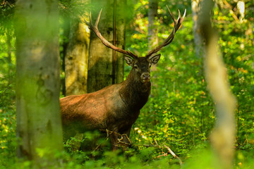 Red deer (Cervus elaphus) in the forest during the rut. Bieszczady Mountains. Poland