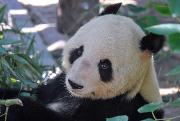 Panda in bamboo