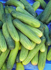 Organic green cucumbers for sale in the markets / Closeup of fresh cucumbers from agriculture