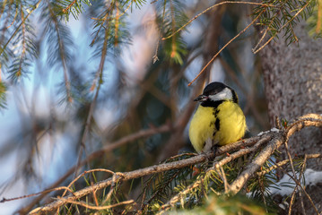 Naklejka premium titmouse seed spruce bird winter