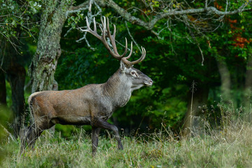Red deer (Cervus elaphus) in the forest during the rut. Bieszczady Mountains. Poland