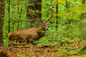 Naklejka na ściany i meble Red deer (Cervus elaphus) in the forest during the rut. Bieszczady Mountains. Poland