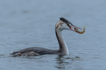 wasservogel mit fisch