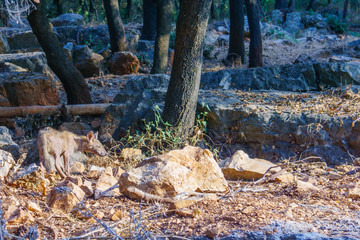 Fox in the Goren Park