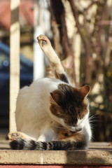 Fototapety na wymiar - Fototapeta24.pl