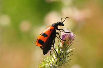 Mylabris calida, Ölkäfer, Meloidae
