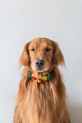 Cute Golden Retriever dog, indoor shooting