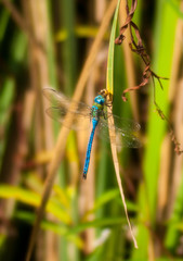 Orthetrum chrysostigma