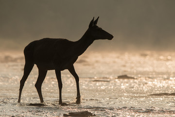Red deer (Cervus elaphus). Red hind in the water. Bieszczady Mountains. Poland