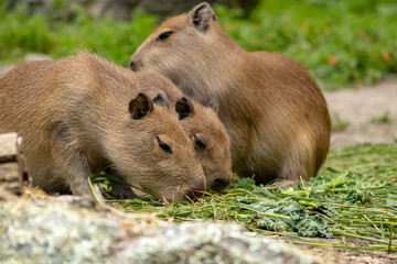 Adorable Little Capybara 