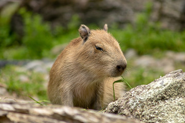 Naklejka na ściany i meble Capybara Baby Chews On Grass 