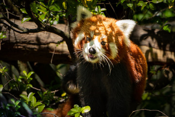 Obraz premium Red Panda Face Close Up 