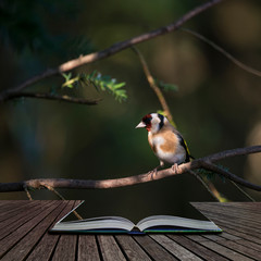 Stunning portrait of Goldfinch Carduelis Carduelis sitting in sunshine on branch of tree in woodland coming out of pages of open story book