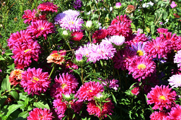 Colorful Flower Aster