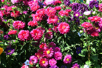 Colorful Flower Aster
