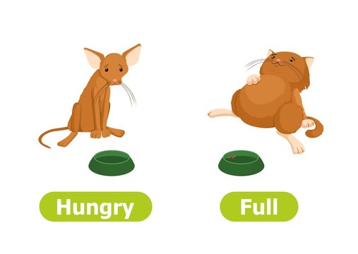 Vector antonyms and opposites. Cartoon characters illustration on white background. Card for children can be used as a teaching aid for a foreign language learning. Hungry and Full.