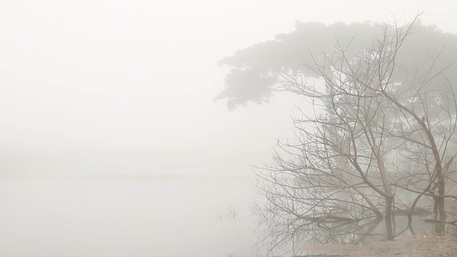 View of trees and pond in the mist, Chiangmai Thailand
