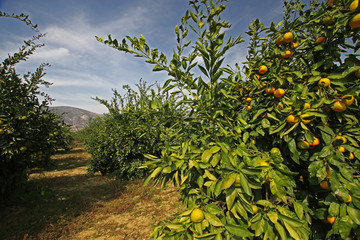 Fototapeta na wymiar Meyveleri olgunlaşmış mandalina ağaçları 