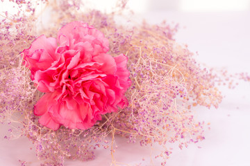 Pink carnation flowers